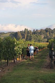 Hand Picking - Individual bunch selection