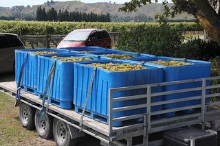 Hand Picked grapes off to the winery 